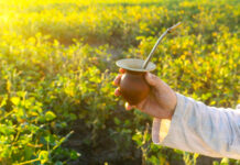 L’extrait d’énergie solaire veillant sur votre minceur et votre santé Mate-bio-vertus-sante-reponsesbio