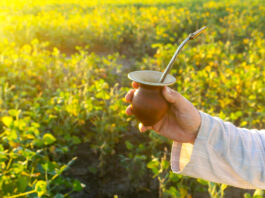 L’extrait d’énergie solaire veillant sur votre minceur et votre santé Mate-bio-vertus-sante-reponsesbio