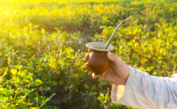 L’extrait d’énergie solaire veillant sur votre minceur et votre santé Mate-bio-vertus-sante-reponsesbio