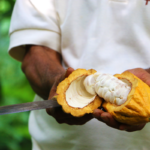 To’ak ressuscite le chocolat des origines pour sa saveur incomparable et ses vertus méconnues Don-Arnoldo-harvesting-Toak-Reponses-Bio