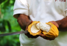 Don-Arnoldo-harvesting-Toak-Reponses-Bio