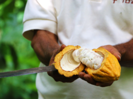 To’ak ressuscite le chocolat des origines pour sa saveur incomparable et ses vertus méconnues Don-Arnoldo-harvesting-Toak-Reponses-Bio