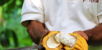 To’ak ressuscite le chocolat des origines pour sa saveur incomparable et ses vertus méconnues Don-Arnoldo-harvesting-Toak-Reponses-Bio