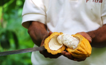 To’ak ressuscite le chocolat des origines pour sa saveur incomparable et ses vertus méconnues Don-Arnoldo-harvesting-Toak-Reponses-Bio