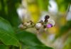 Fleur-de-karanja-Reponses-Bio