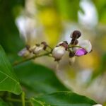 Pongamia Pinnata : La sagesse des anciens contre la folie des grandeurs Fleur-de-karanja-Reponses-Bio