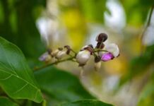 Pongamia Pinnata : La sagesse des anciens contre la folie des grandeurs Fleur-de-karanja-Reponses-Bio