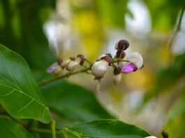 Pongamia Pinnata : La sagesse des anciens contre la folie des grandeurs Fleur-de-karanja-Reponses-Bio
