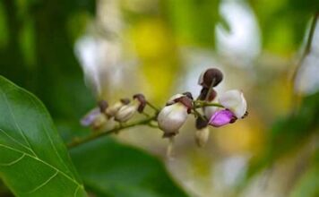 Pongamia Pinnata : La sagesse des anciens contre la folie des grandeurs Fleur-de-karanja-Reponses-Bio