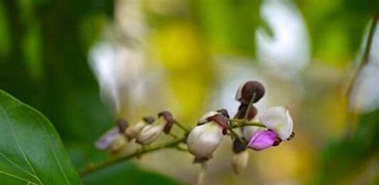 Fleur-de-karanja-Reponses-Bio