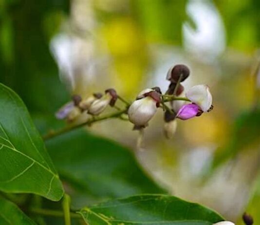 Pongamia Pinnata : La sagesse des anciens contre la folie des grandeurs Fleur-de-karanja-Reponses-Bio