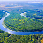 Les nouvelles études sur le rôle majeur de la Taxifoline Meleze-de-Siberie-Taxifoline-vertus-pour-humain-Reponses-Bio