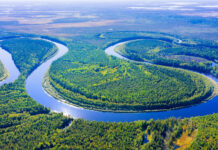 Les nouvelles études sur le rôle majeur de la Taxifoline Meleze-de-Siberie-Taxifoline-vertus-pour-humain-Reponses-Bio