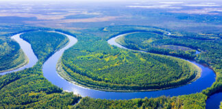 Les nouvelles études sur le rôle majeur de la Taxifoline Meleze-de-Siberie-Taxifoline-vertus-pour-humain-Reponses-Bio