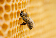À la source de la ruche le vrai miel est intégral : Vertus, Bienfaits, Composition Or vivant de la ruche : miel intégral - Réponses Bio