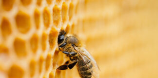 À la source de la ruche le vrai miel est intégral : Vertus, Bienfaits, Composition Or vivant de la ruche : miel intégral - Réponses Bio