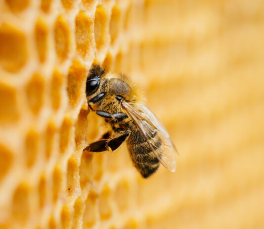 À la source de la ruche le vrai miel est intégral : Vertus, Bienfaits, Composition Or vivant de la ruche : miel intégral - Réponses Bio