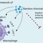Le charbon de bambou Moso ultra activé protège vos artères et votre cœur par l’activation de surprenants mécanismes
