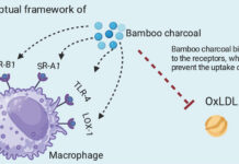Le charbon de bambou Moso ultra activé protège vos artères et votre cœur par l’activation de surprenants mécanismes
