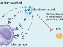 Le charbon de bambou Moso ultra activé protège vos artères et votre cœur par l’activation de surprenants mécanismes