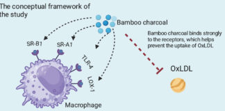 Le charbon de bambou Moso ultra activé protège vos artères et votre cœur par l’activation de surprenants mécanismes