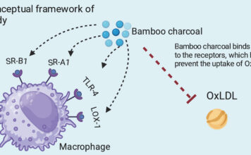 Le charbon de bambou Moso ultra activé protège vos artères et votre cœur par l’activation de surprenants mécanismes