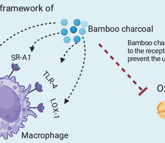 Le charbon de bambou Moso ultra activé protège vos artères et votre cœur par l’activation de surprenants mécanismes