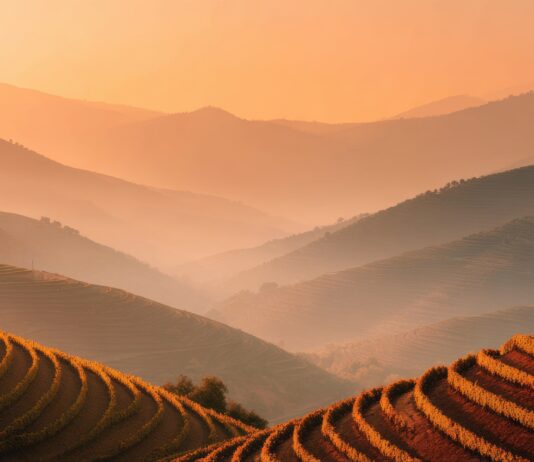 Le mouvement des agriculteurs et l’avancée rampante des insectes alimentaires agriculture-elevage-insectes-danger-reponses-bio