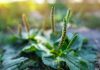 Le plantain, la plus discrète des herbes médicinales Plantago major - Réponses Bio