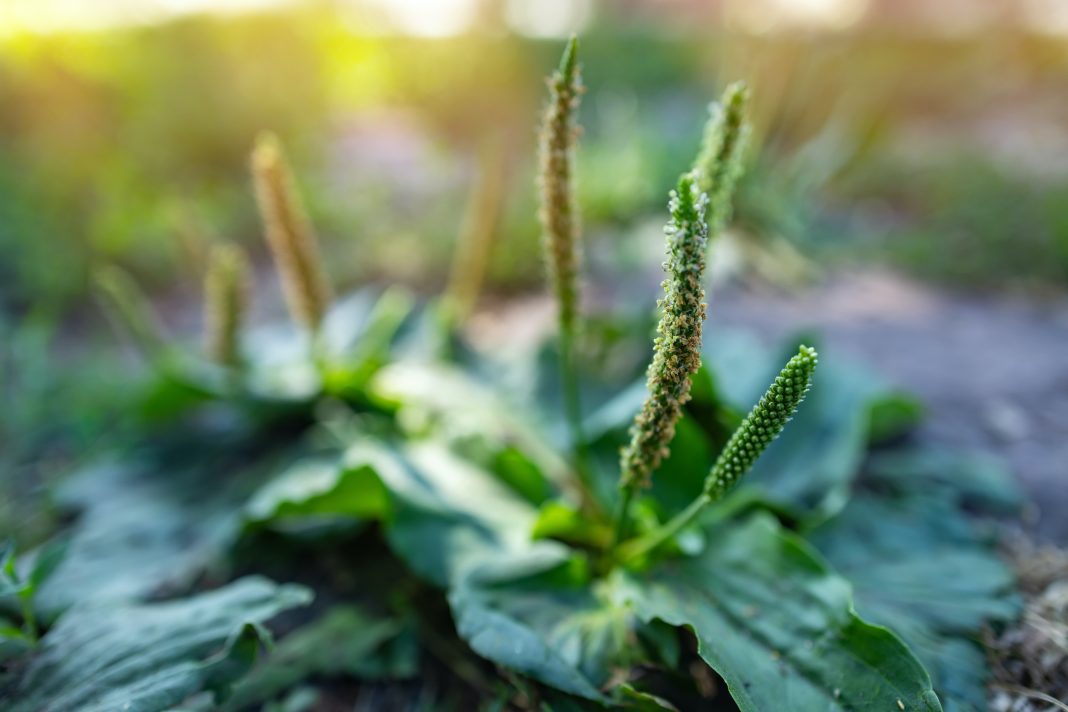 Plantago major - Réponses Bio Plantago major - Réponses Bio