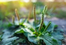 Le plantain, la plus discrète des herbes médicinales Plantago major - Réponses Bio