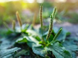 Le plantain, la plus discrète des herbes médicinales Plantago major - Réponses Bio