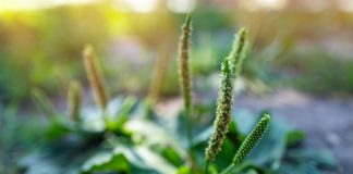 Le plantain, la plus discrète des herbes médicinales Plantago major - Réponses Bio