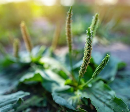 Le plantain, la plus discrète des herbes médicinales Plantago major - Réponses Bio